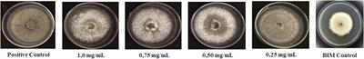 Evidence of antagonism in vitro and in vivo of extracts from Banisteriopsis laevifolia (A. Juss) B. Gates against the rice blast fungus